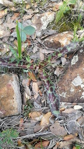 Agave guttata