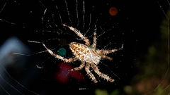 Araneus diadematus