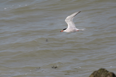 Sterna hirundo hirundo