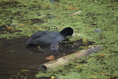 Fulica atra
