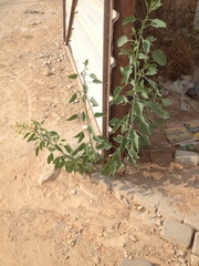 Nicotiana glauca