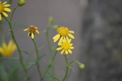 Senecio inaequidens