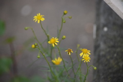 Senecio inaequidens