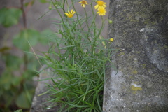 Senecio inaequidens