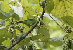 Chloropsis palawanensis