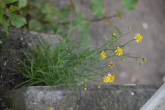 Senecio inaequidens