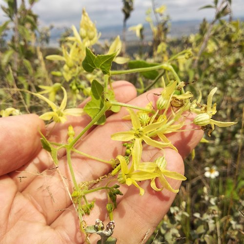 Echinopepon coulteri