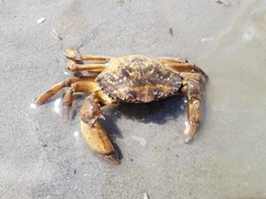 Carcinus maenas