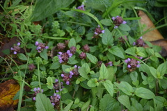 Prunella vulgaris
