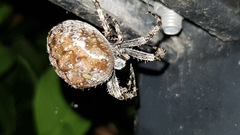 Araneus diadematus