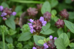 Prunella vulgaris