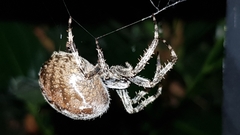 Araneus diadematus