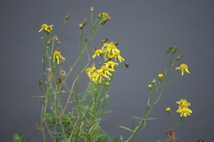 Senecio inaequidens