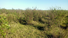 Tessaria dodonaeifolia