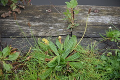 Plantago lanceolata