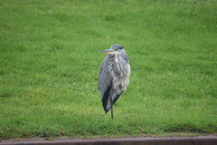 Ardea cinerea