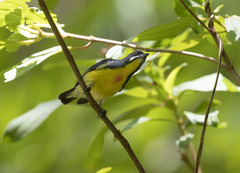 Palawan Flowerpecker photo 3