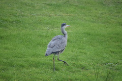 Ardea cinerea