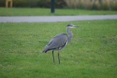Ardea cinerea