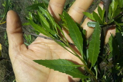 Tessaria dodonaeifolia