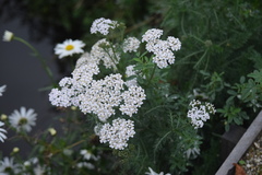 Achillea millefolium