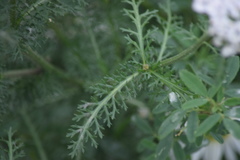 Achillea millefolium