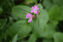 Silene dioica