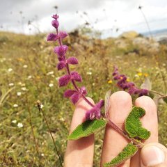 Salvia lasiantha