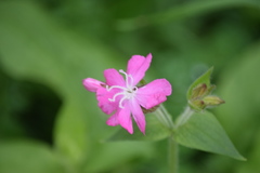 Silene dioica