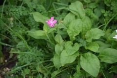 Silene dioica