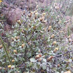 Brickellia veronicifolia