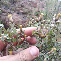 Brickellia veronicifolia
