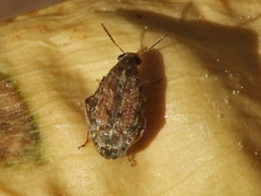 Algarobius prosopis