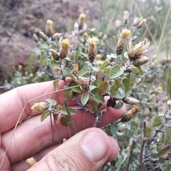 Brickellia veronicifolia