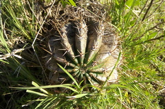 Echinopsis