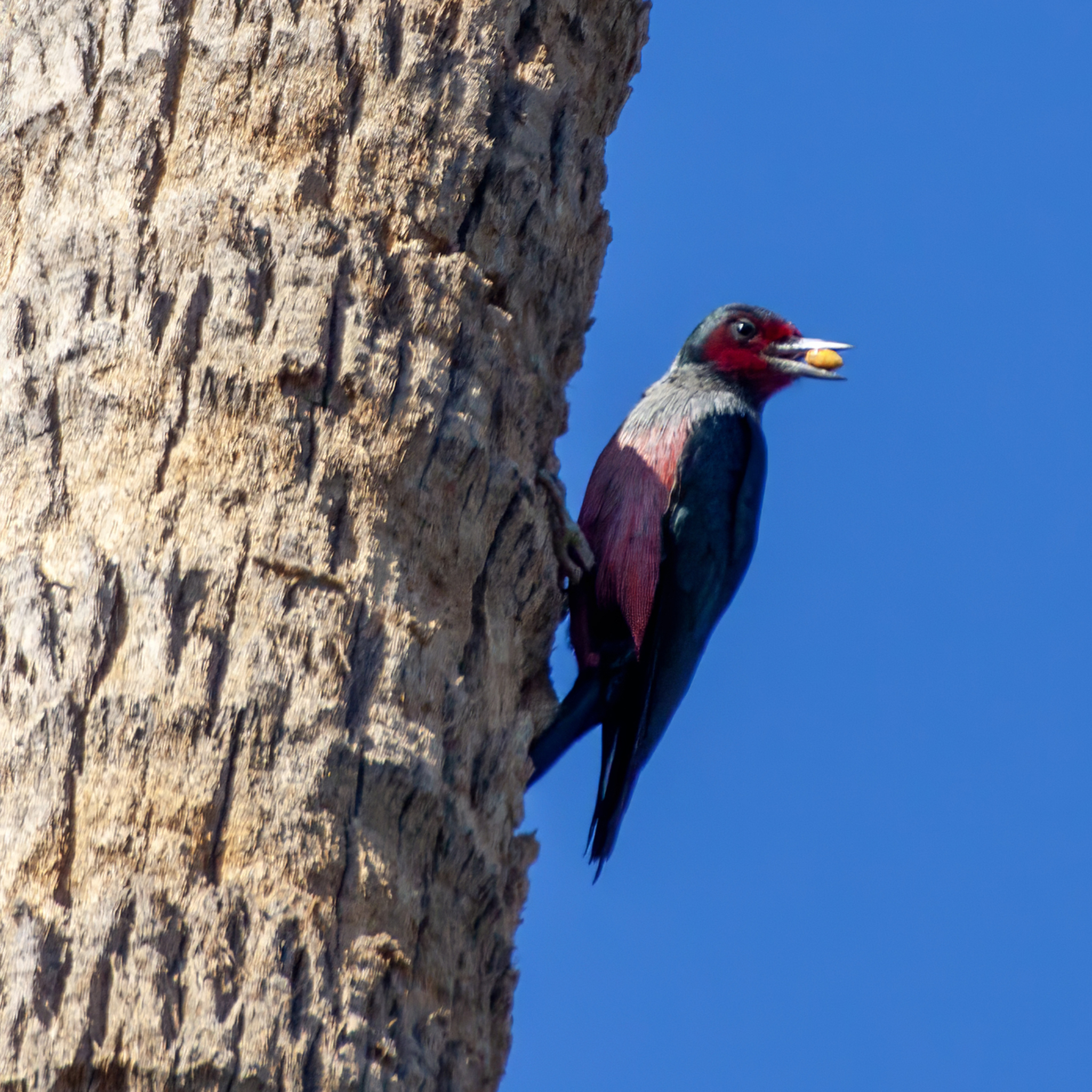 Lewis's Woodpecker (Melanerpes lewis)