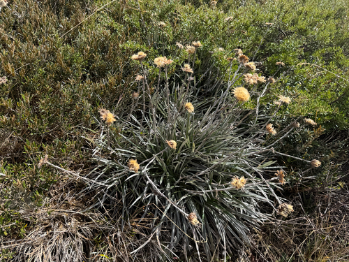 herbfield Celmisia (Celmisia costiniana)