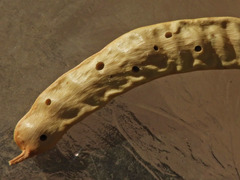 Algarobius prosopis