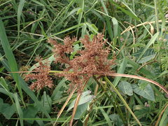 Cyperus imbricatus