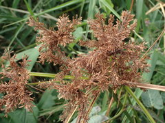 Cyperus imbricatus