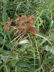Cyperus imbricatus