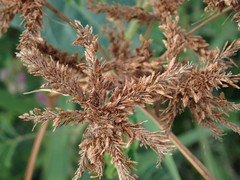 Cyperus imbricatus