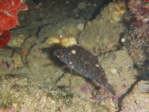Pointed-snout Wrasse, photo 3 of 8