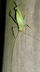 Meconema meridionale