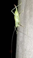 Meconema meridionale