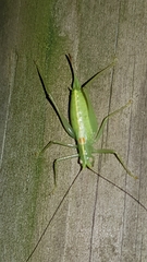 Meconema meridionale