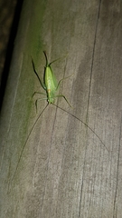 Meconema meridionale