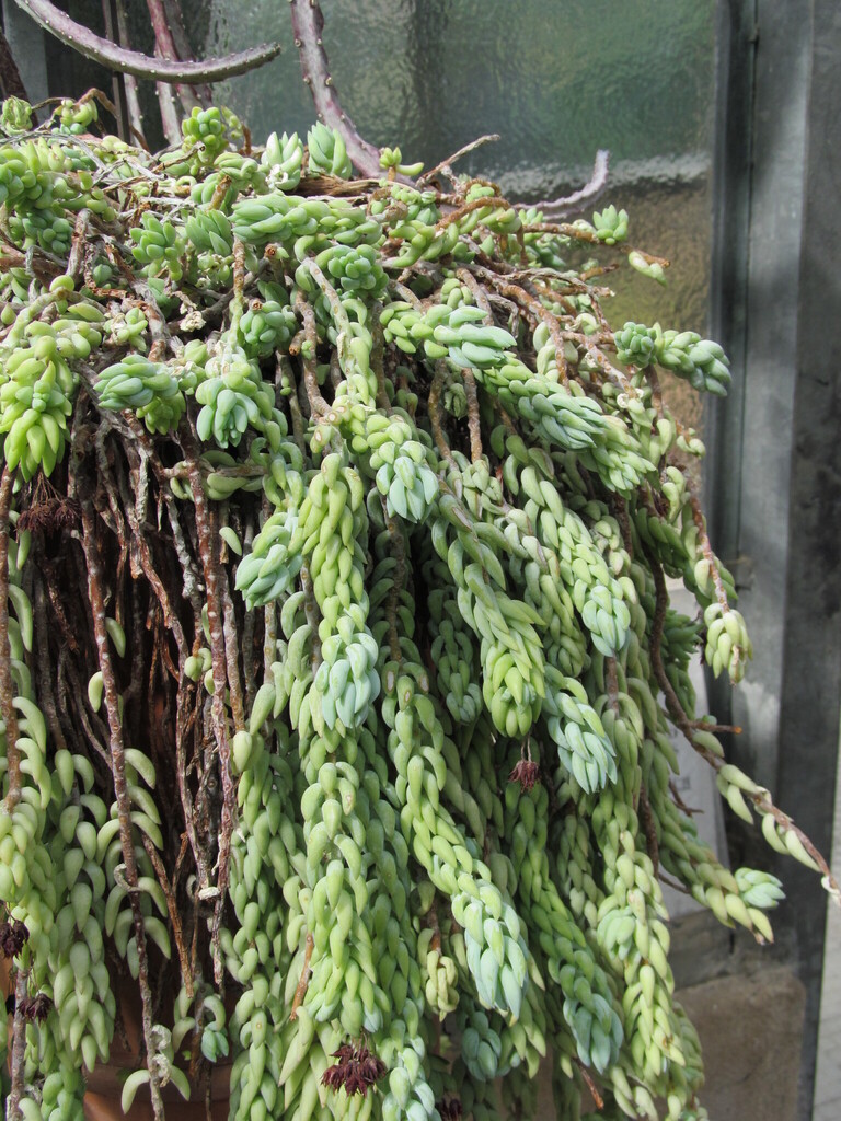 Sedum morganianum plump leaves