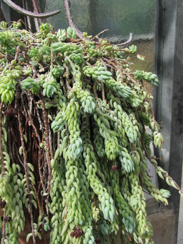 Sedum morganianum E.Walther