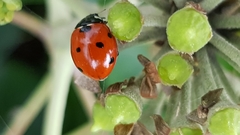 Coccinella septempunctata